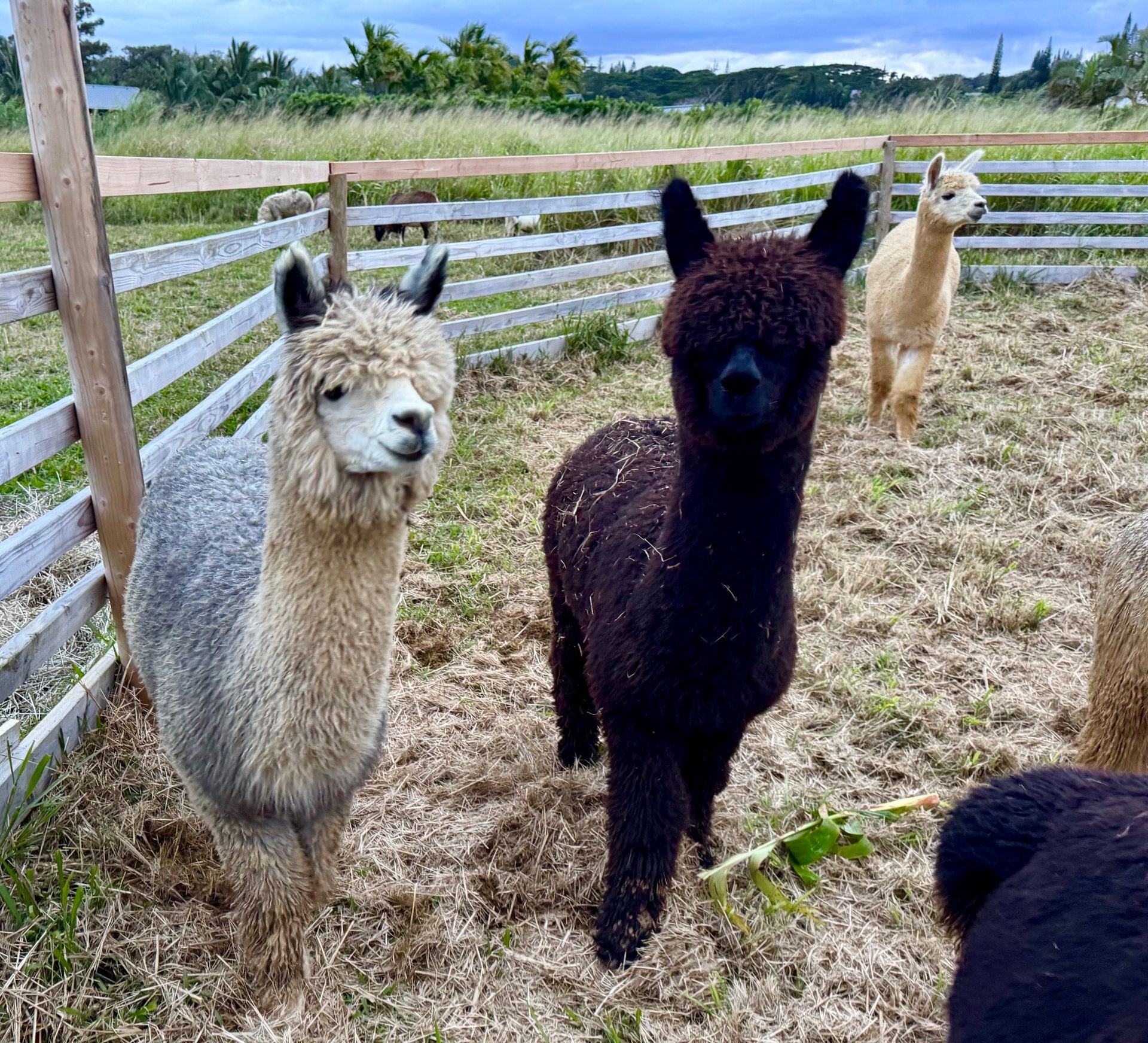 Guided Alpaca Farm Tours